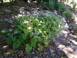 Pelargonium tomentosum