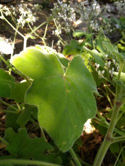 Pelargonium tomentosum