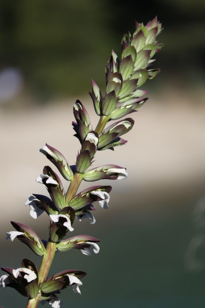 La plante du mois : Acanthus mollis - Domaine du Rayol