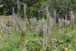 Acanthes en fleur