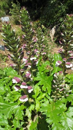 Acanthus mollis