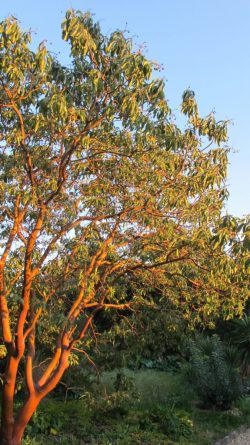 Arbutus X thuretiana