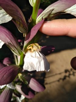 Acanthus mollis