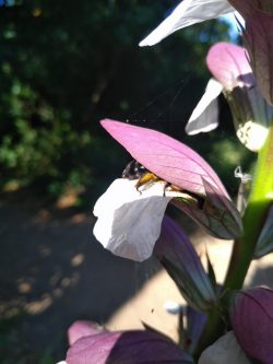 Acanthus mollis