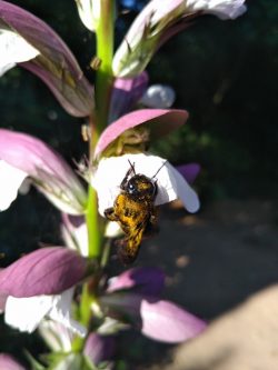 Acanthus mollis