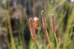 Les petites bêtes de nos jardins