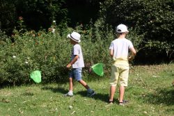 Les Petites bêtes de nos jardins