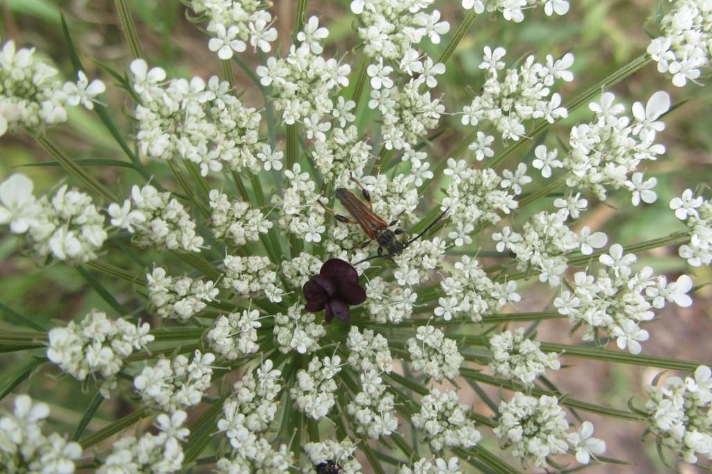 En ce moment au jardin : les oiseaux chantent et les abeilles bourdonnent