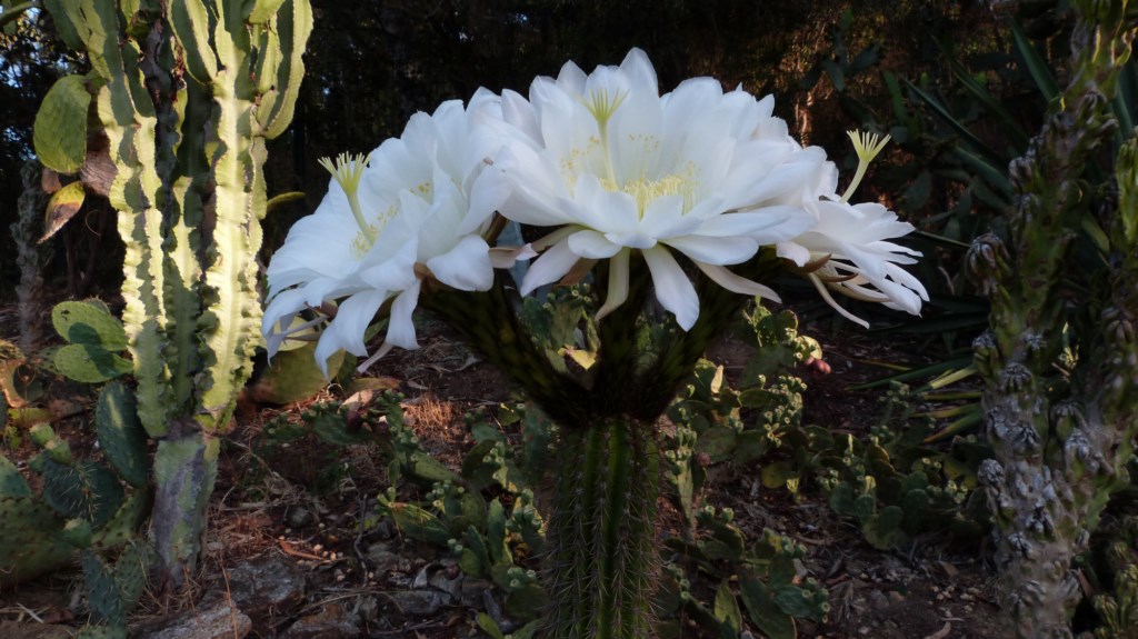 En ce moment au jardin : floraisons spectaculaires en Amérique aride