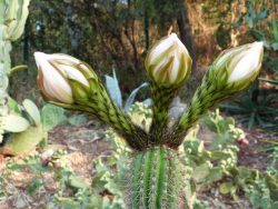 Echinopsis