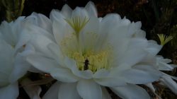 Echinopsis