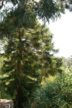 Araucaria bidwillii