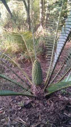 Encephalartos altensteinii