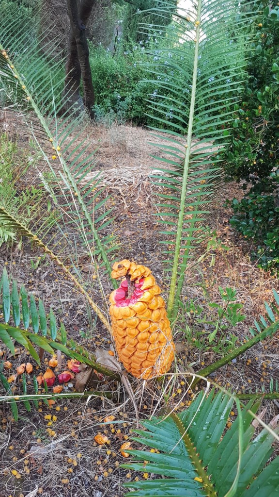 La plante du mois : Encephalartos altensteinii