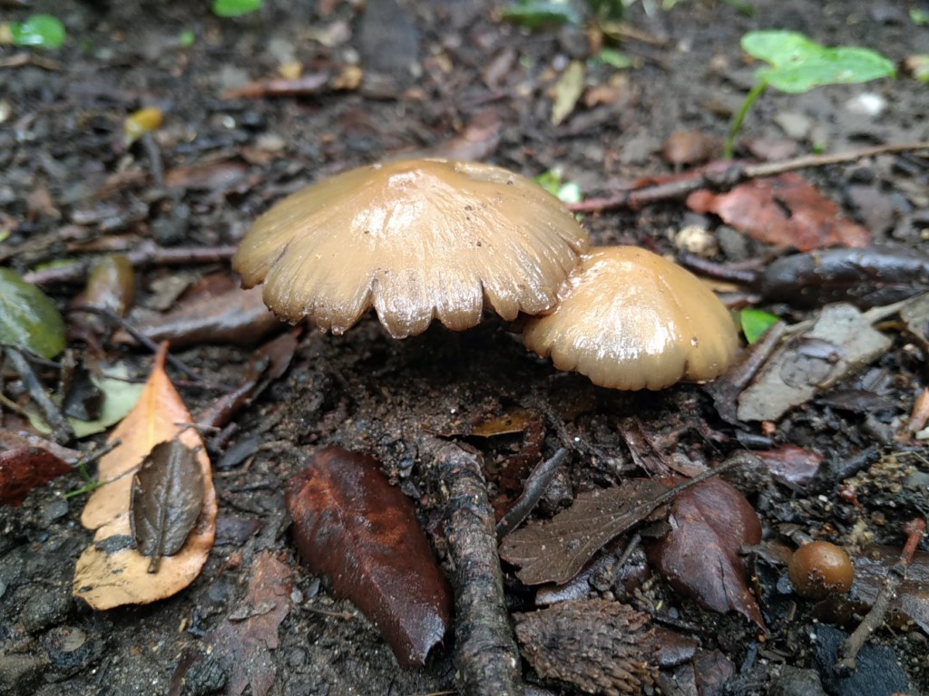 Sujet d’automne : parlons champignons !