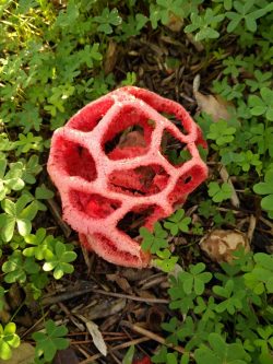 Clathrus ruber