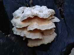 Polypore