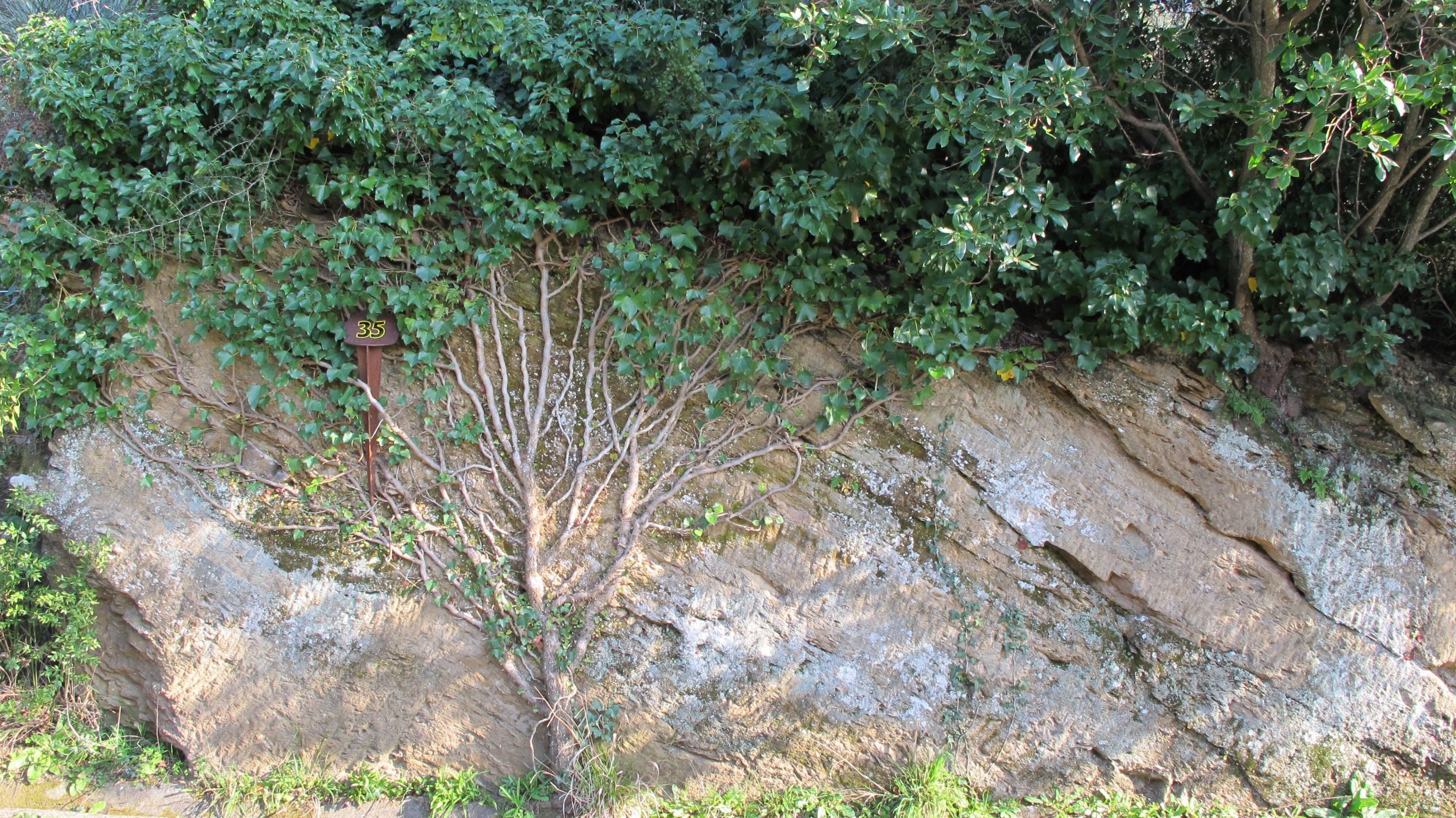 La plante du mois : Hedera helix