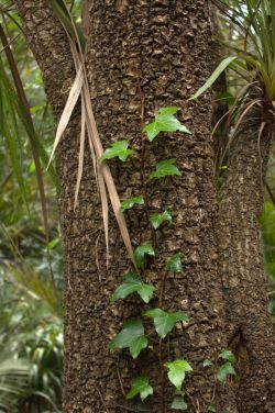 Hedera helix