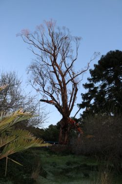 Démontage eucalyptus