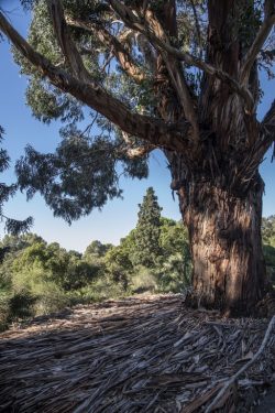 Eucalyptus globulus