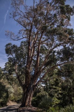 Eucalyptus globulus