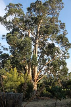 Eucalyptus globulus