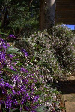 Hardenbergia violacea