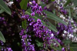 Hardenbergia violacea