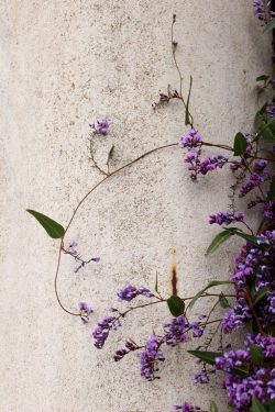 Hardenbergia violacea