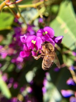 Hardenbergia violacea