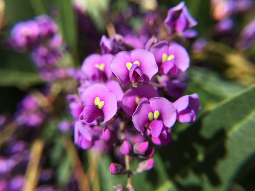 La plante du mois : Hardenbergia violacea