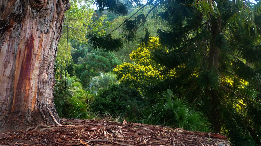 En ce moment au jardin : le grand Eucalyptus est mort