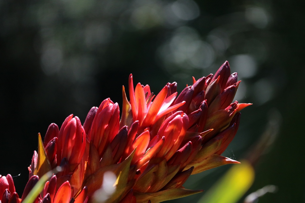 En ce moment au jardin : un printemps vraiment exceptionnel