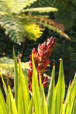 Doryanthes palmeri