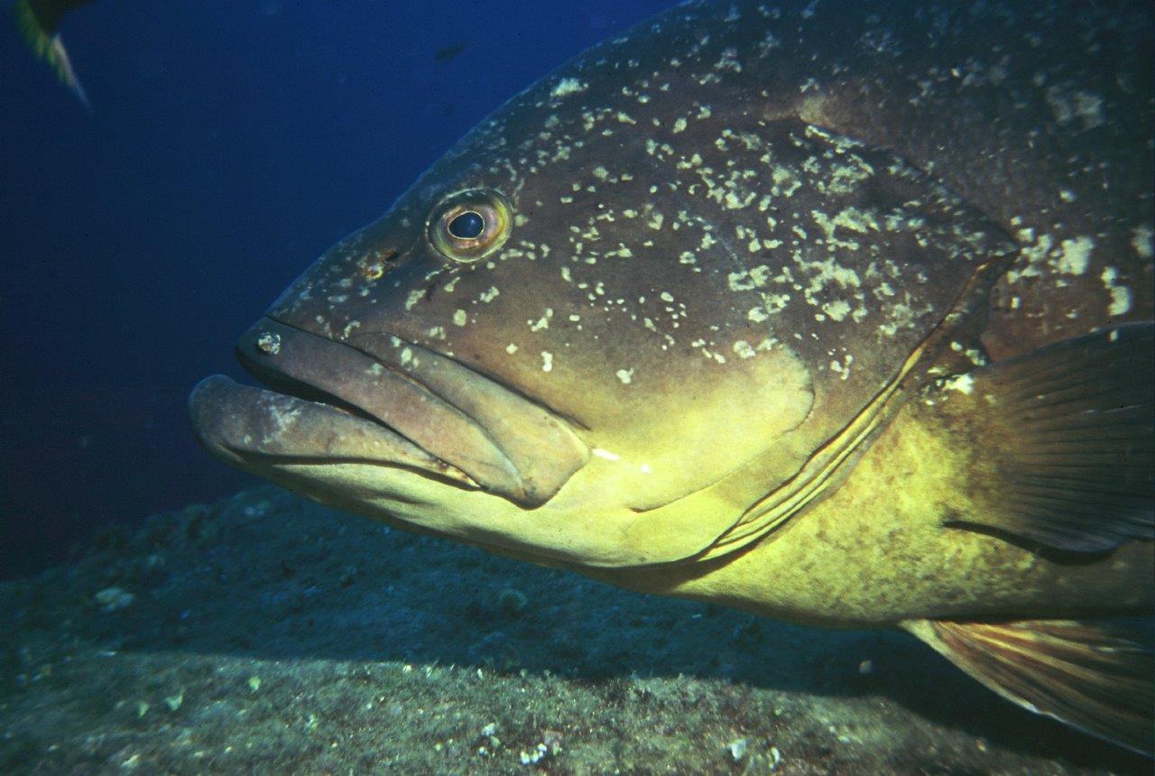 Chronique marine : le mérou, emblème de Méditerranée