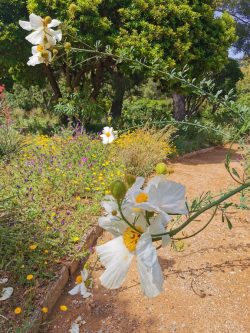 Romneya coulteri