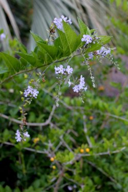 Duranta