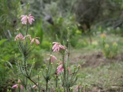 Erica mammosa, Jardin d'Afrique du Sud