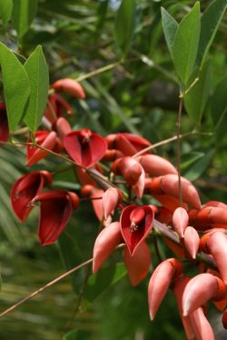 Fleurs d'Erythrina crista-galli