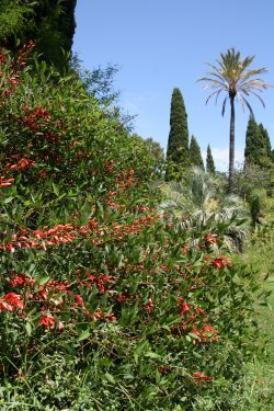 Erythrina crista-galli