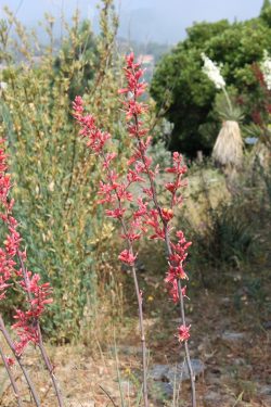 Hesperaloe parviflora