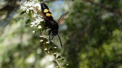 Megascolia maculata flavifrons - Scolie des jardins mâle