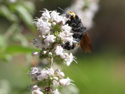 Scolie des jardins femelle