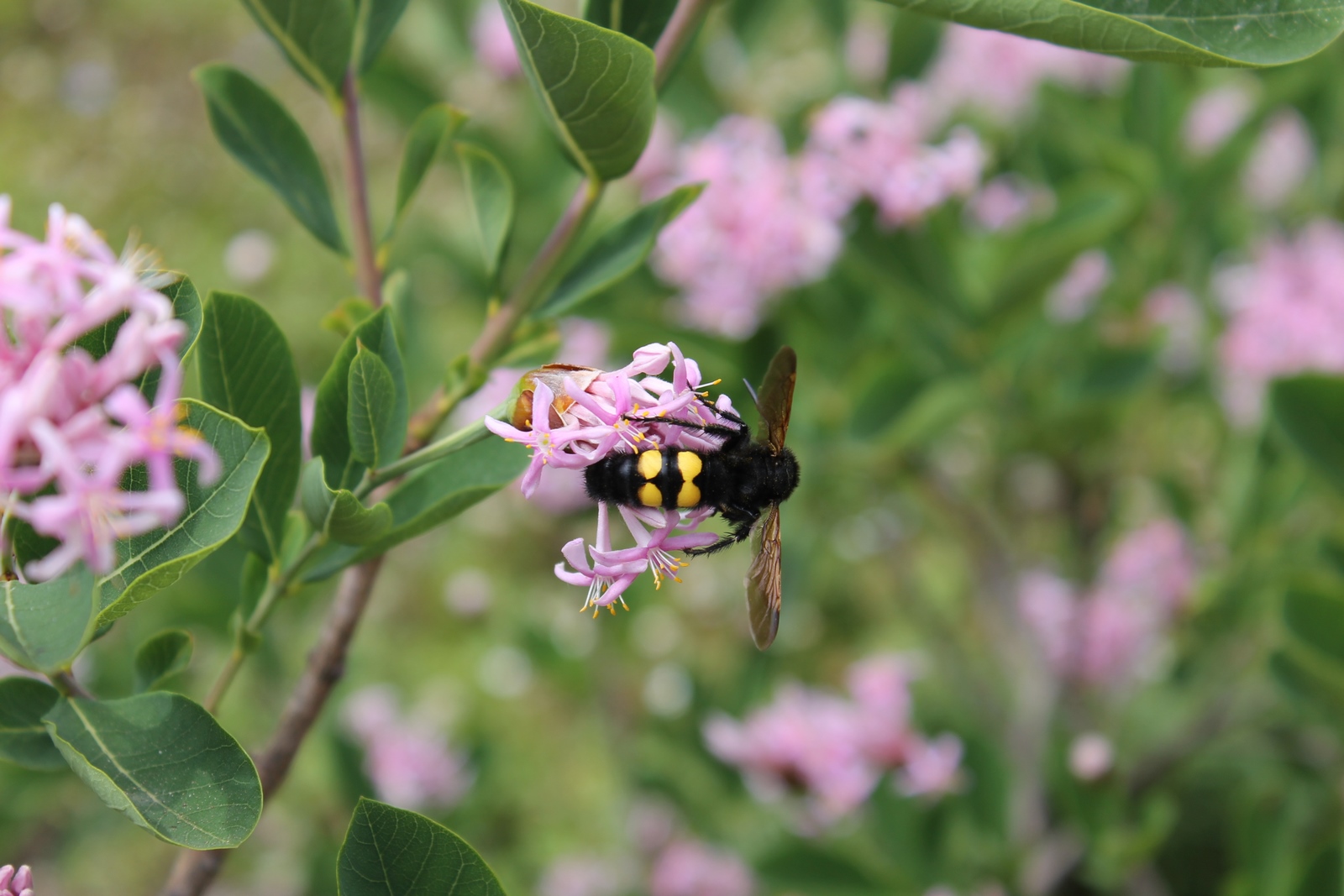 Faune des jardins : Megascolia maculata