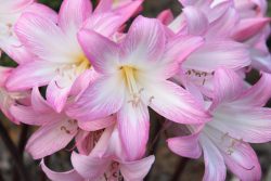 Amaryllis belladonna