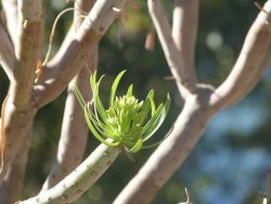 Kleinia neriifolia