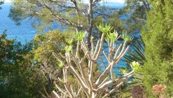 Kleinia neriifolia