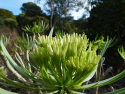 Kleinia neriifolia