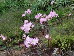 Amaryllis belladonna